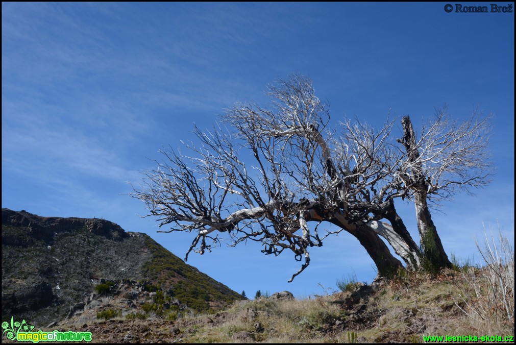 Madeira - Pico Ruivo - Foto Roman Brož (22)