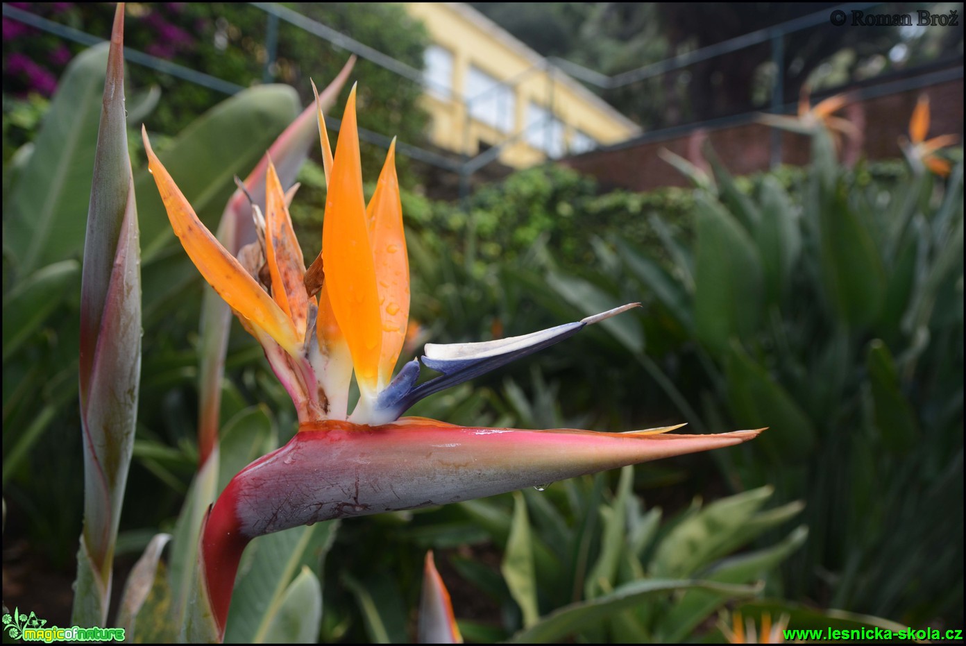 Madeira - Strlicia - Foto Roman Brož (4)