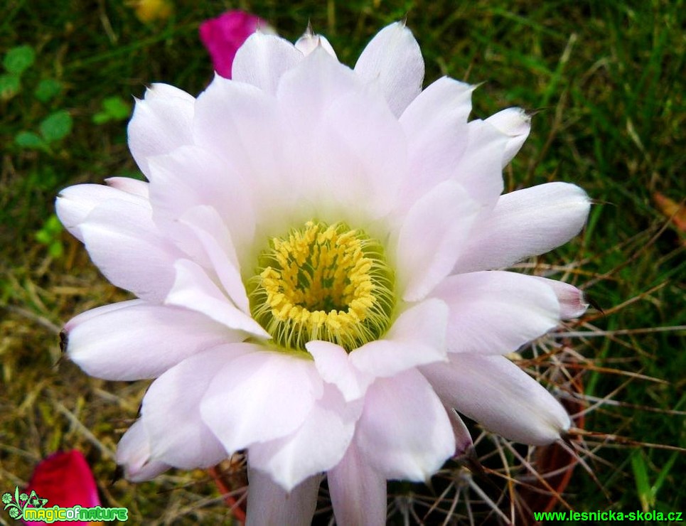 Acanthocalycium violaceum - Foto Pavel Stančík