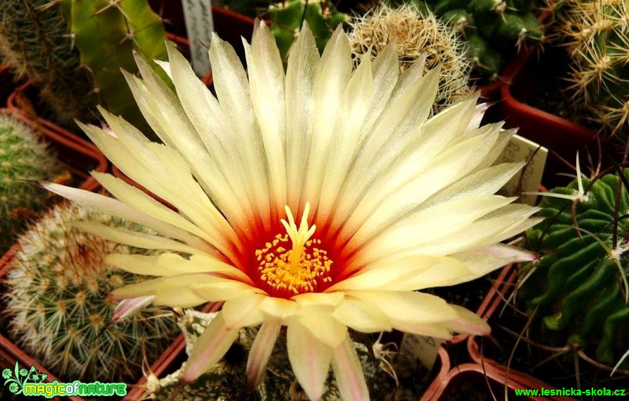 Astrophytum capricorne - Foto Pavel Stančík