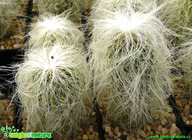 Cephalocereus senilis - Foto Pavel Stančík