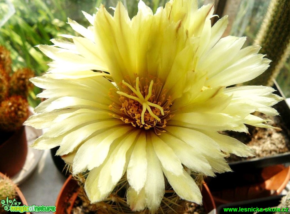 Coryphantha sp. - Foto Pavel Stančík