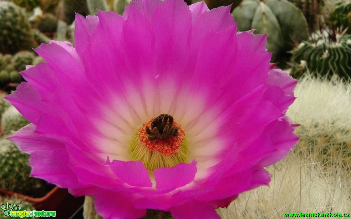 Echinocereus rigidissimus - Foto Pavel Stančík