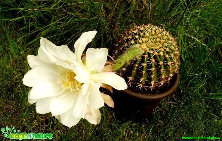 Echinopsis mamillosa - Foto Pavel Stančík