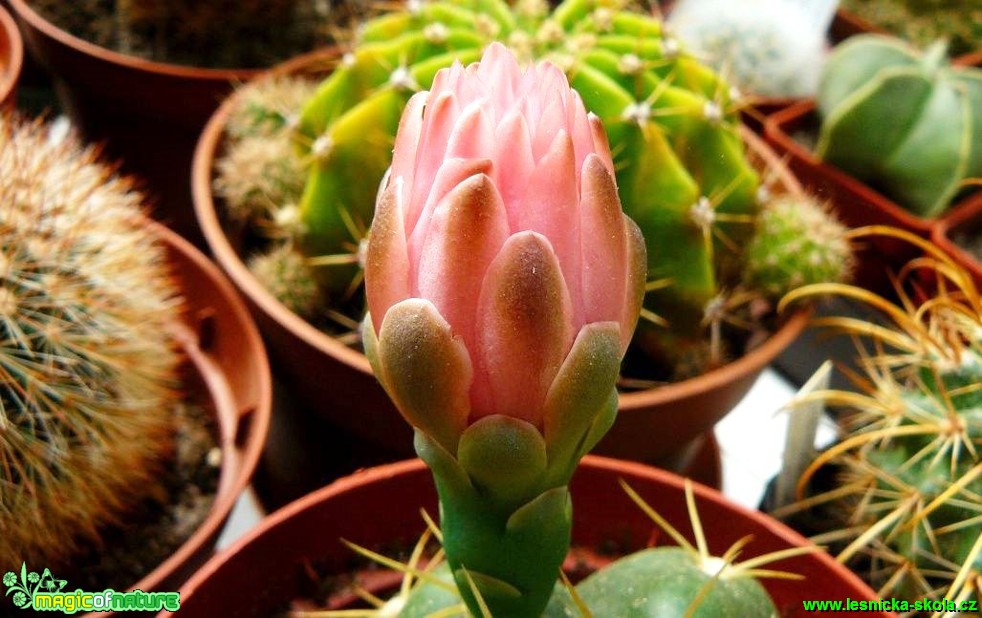 Gymnocalycium sp. - Foto Pavel Stančík