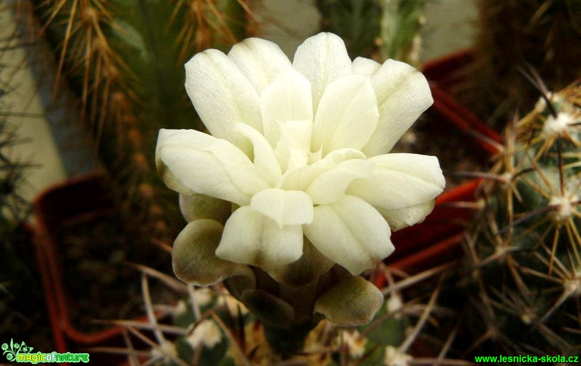 Gymnocalycium sp. (2) - Foto Pavel Stančík