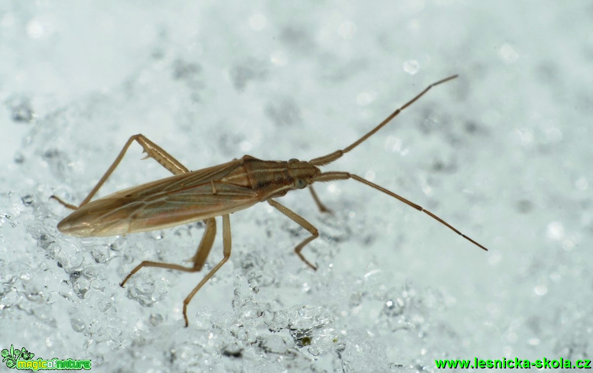 Ploštice - Stenodema calcaratum 7mm - Foto G. Ritschel