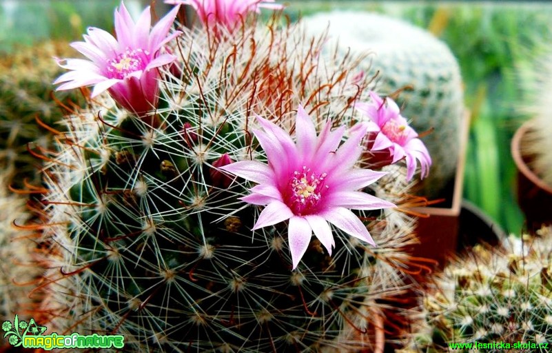 Mammillaria sp. - Foto Pavel Stančík