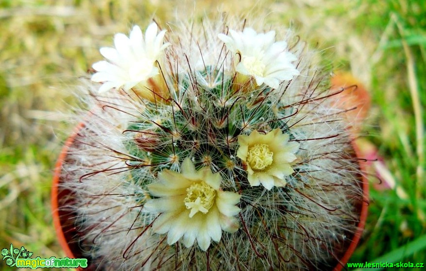 Mammillaria sp. (2) - Foto Pavel Stančík