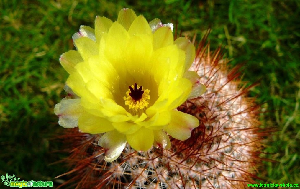 Notocactus sp. - Foto Pavel Stančík