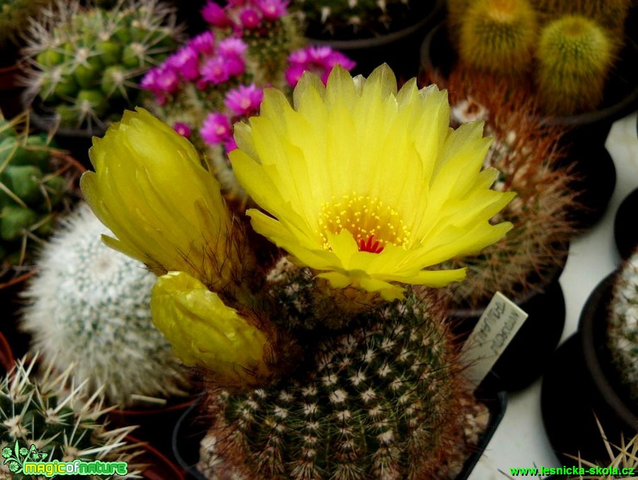 Notocactus tabularis - Foto Pavel Stančík