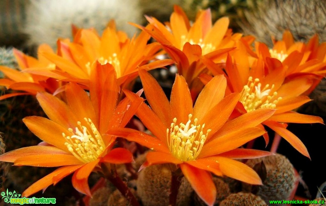 Rebutia heliosa - Foto Pavel Stančík