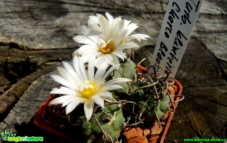 Turbinicarpus klinkerianus - Foto Pavel Stančík