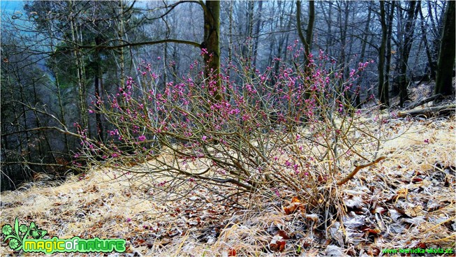 Lýkovec jedovatý - Daphne mezereum - Foto Robert Kopecký (2)