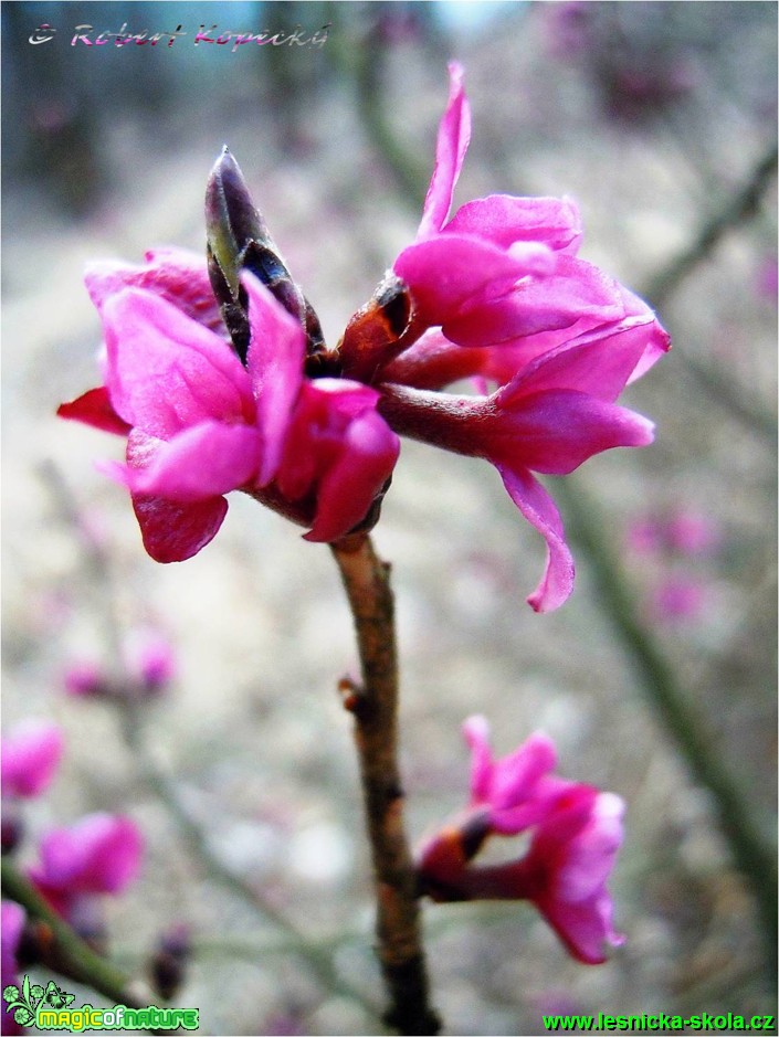 Lýkovec jedovatý - Daphne mezereum - Foto Robert Kopecký (6)