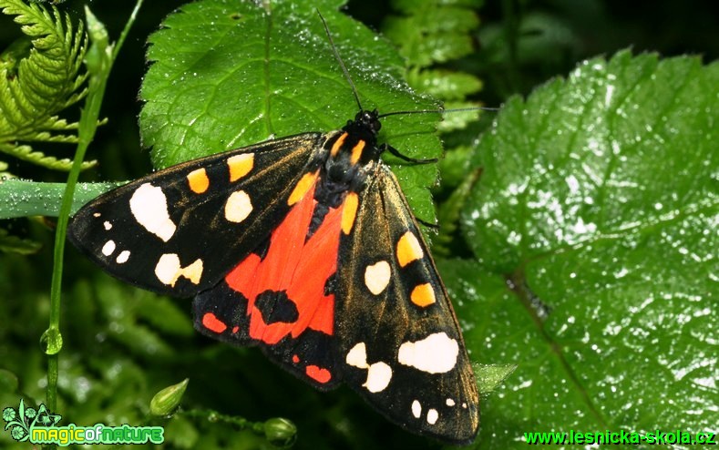 Přástevník hluchavkový - Callimorpha dominula - Foto G. Ritschel