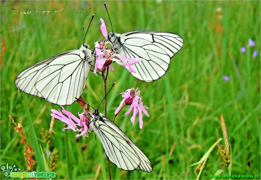 Bělásek ovocný - Aporia crataegi - Foto Robert Kopecký