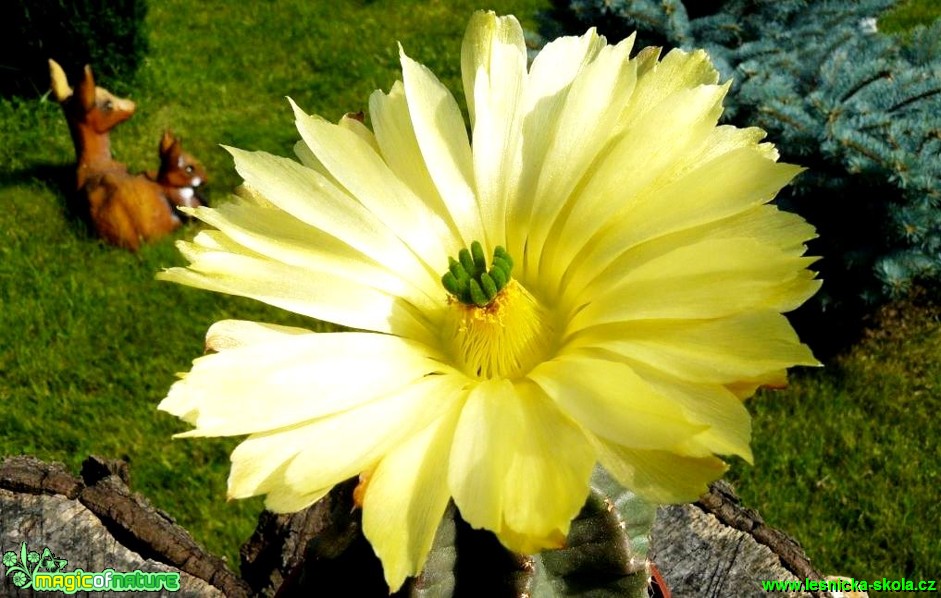 Echinocereus subinermis - Foto Pavel Stančík