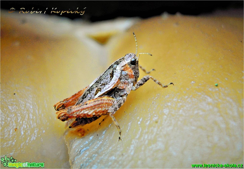 Marše suchobytná - Tetrix bipunctata - Foto Robert Kopecký