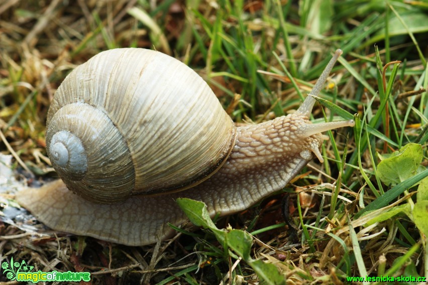 Hlemýžď zahradní - Helix pomatia - Foto Gerd Ritschel