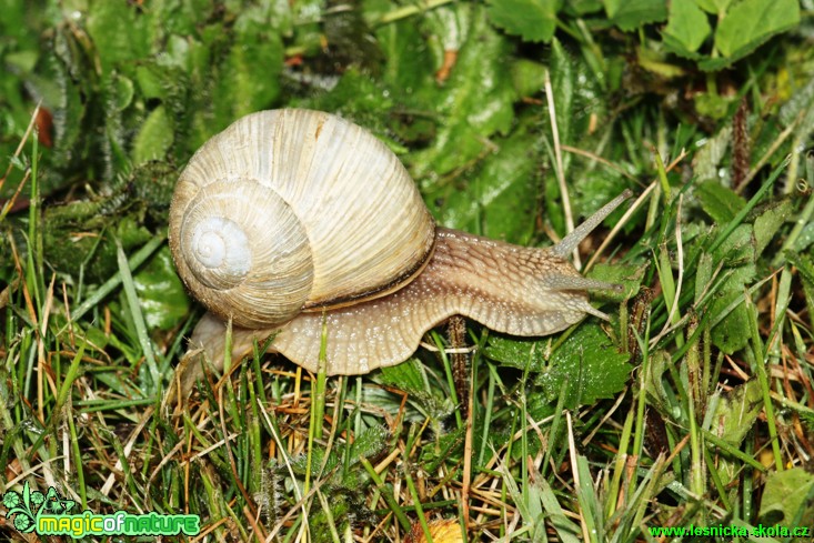 Hlemýžď zahradní - Helix pomatia - Foto Gerd Ritschel (3)