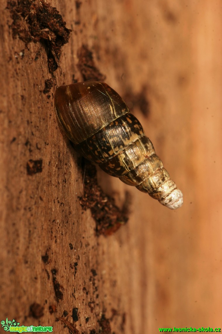 Hrotice - Balea - Foto Gerd Ritschel