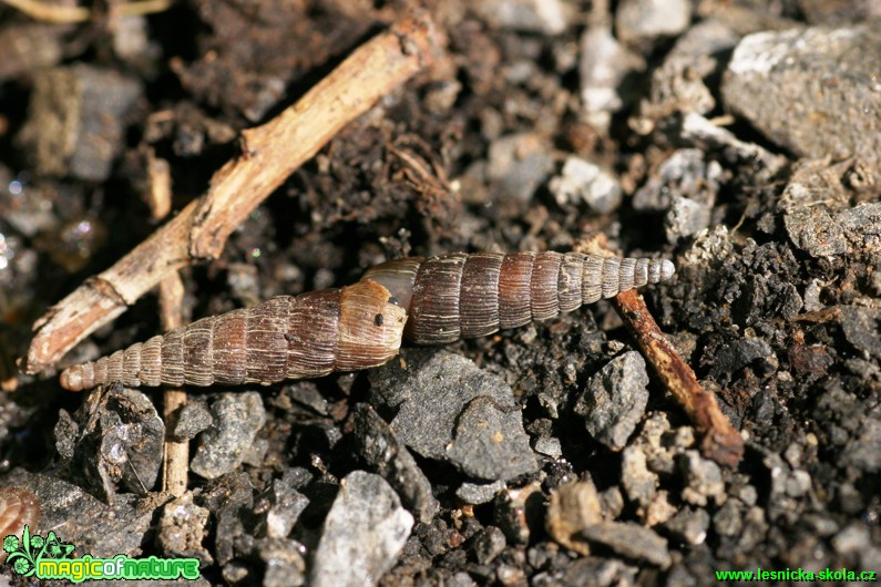 Hrotice obrácená - Balea perversa - Foto Gerd Ritschel