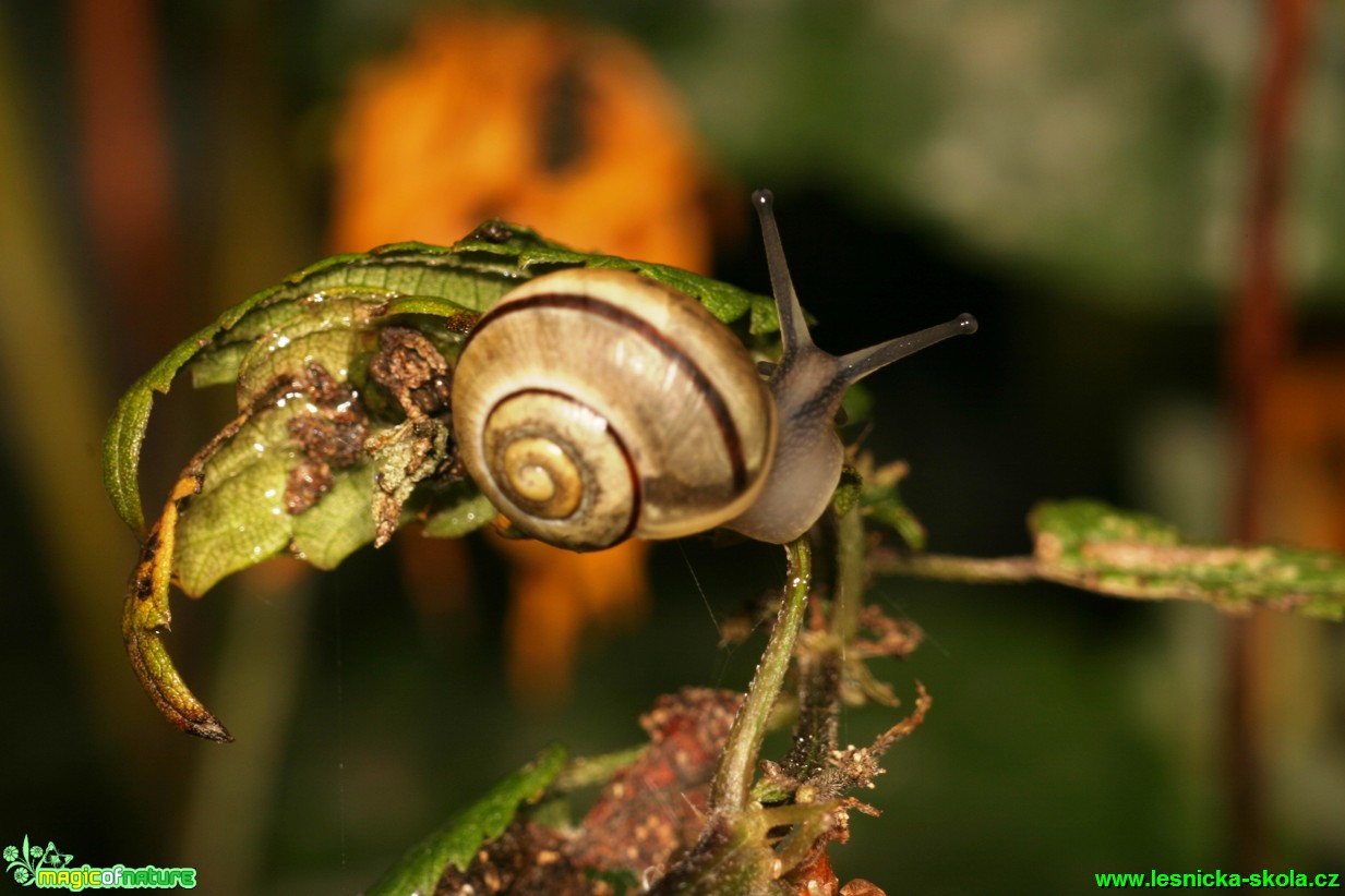 Páskovka keřová - Cepaea hortensis - Foto Gerd Ritschel