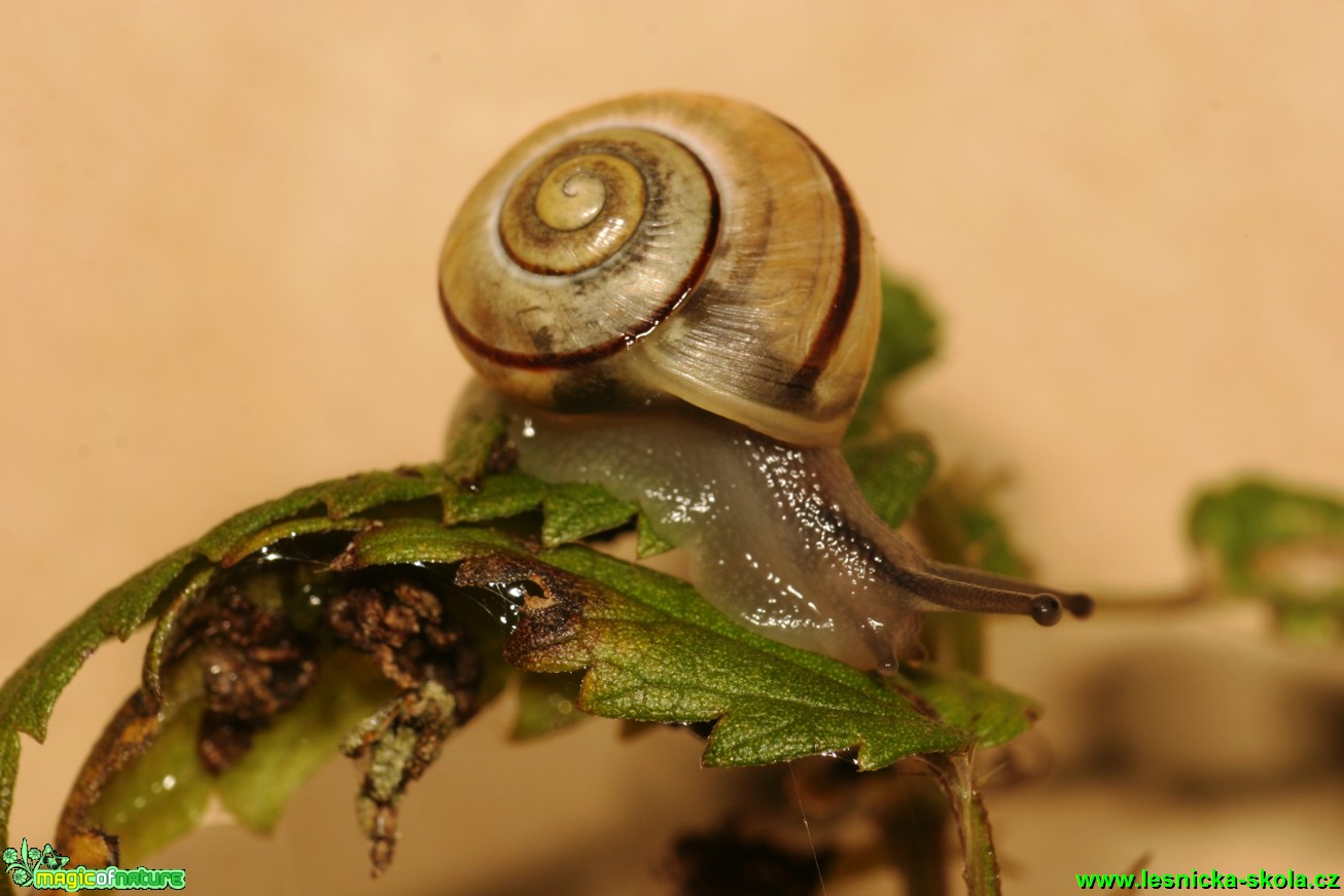 Páskovka keřová - Cepaea hortensis - Foto Gerd Ritschel (1)