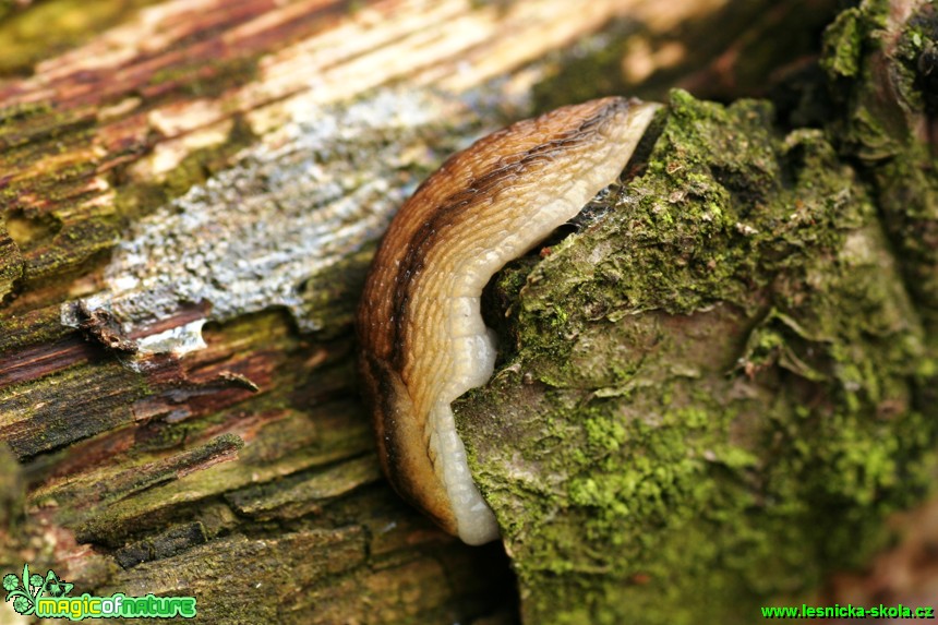 Plzák hnědý - Arion subfuscus - Foto Gerd Ritschel