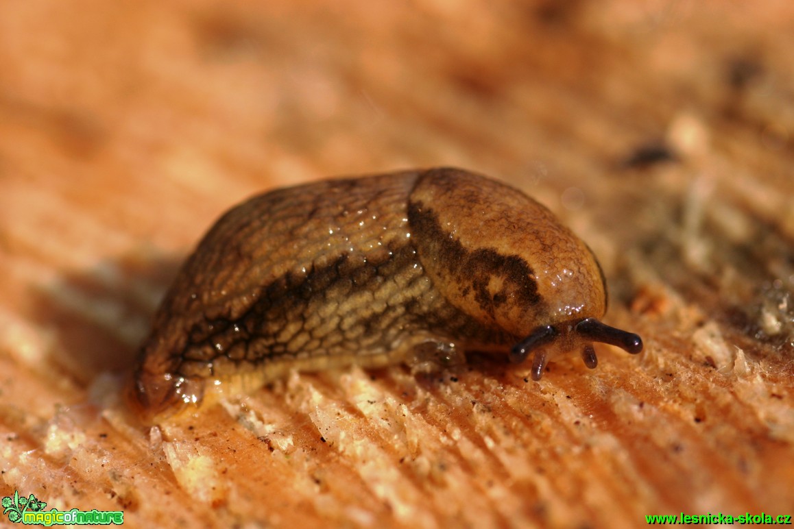 Plzák hnědý - Arion subfuscus - Foto Gerd Ritschel (1)