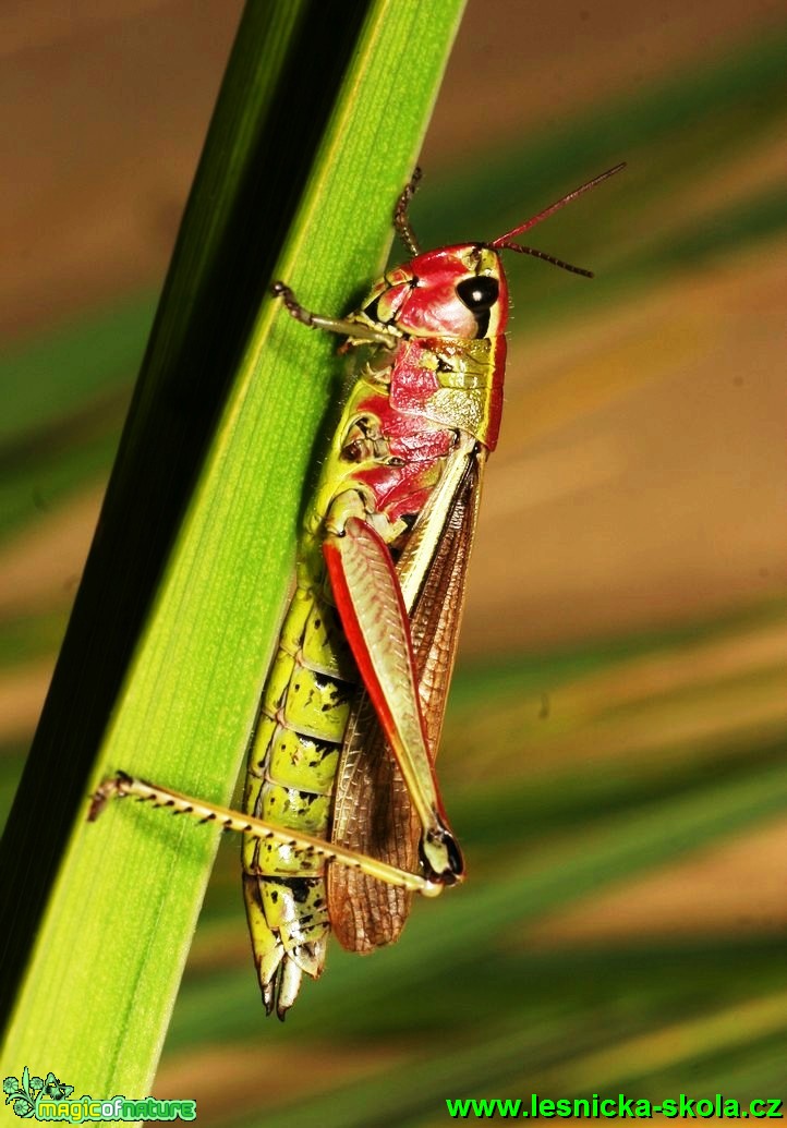 Saranče mokřadní - Mecostethus grossus - Foto G. Ritschel