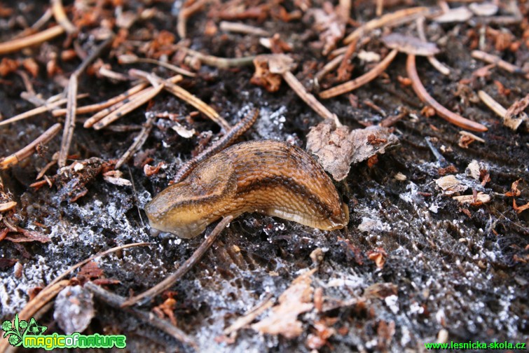 Plzák hnědý - Arion subfuscus - Foto Gerd Ritschel (2)