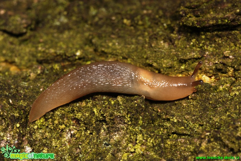 Plzák - Arion 3 cm na dubu - Foto Gerd Ritschel