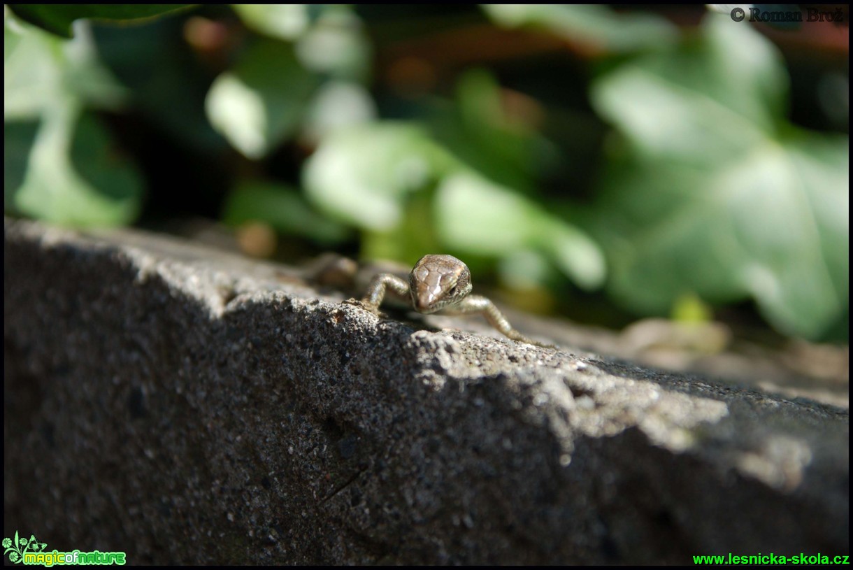 Madeira - 2. série - Foto Roman Brož (1)