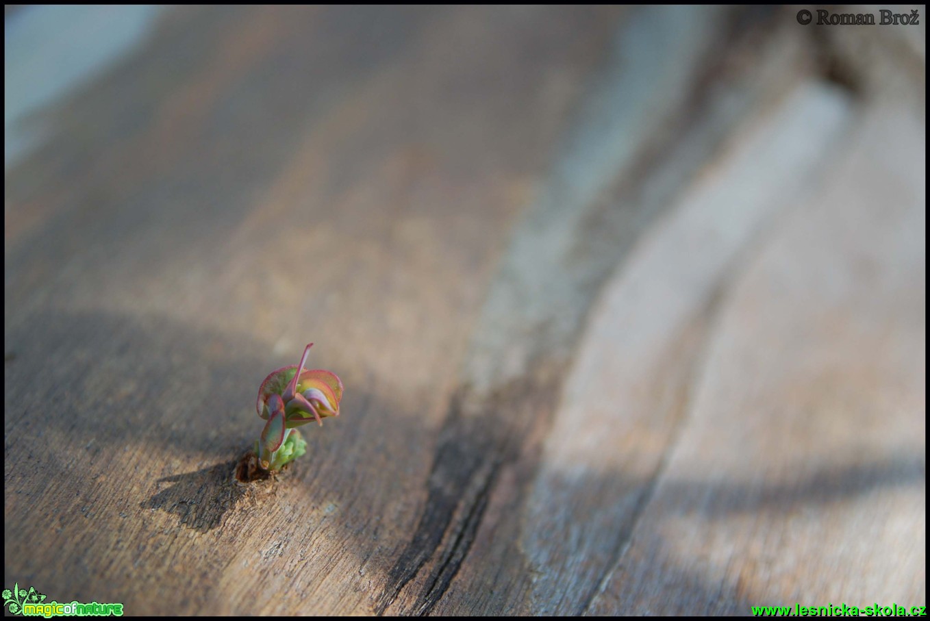 Madeira - 2. série - Foto Roman Brož (2)