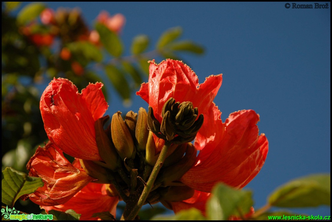 Madeira - 2. série - Foto Roman Brož (3)