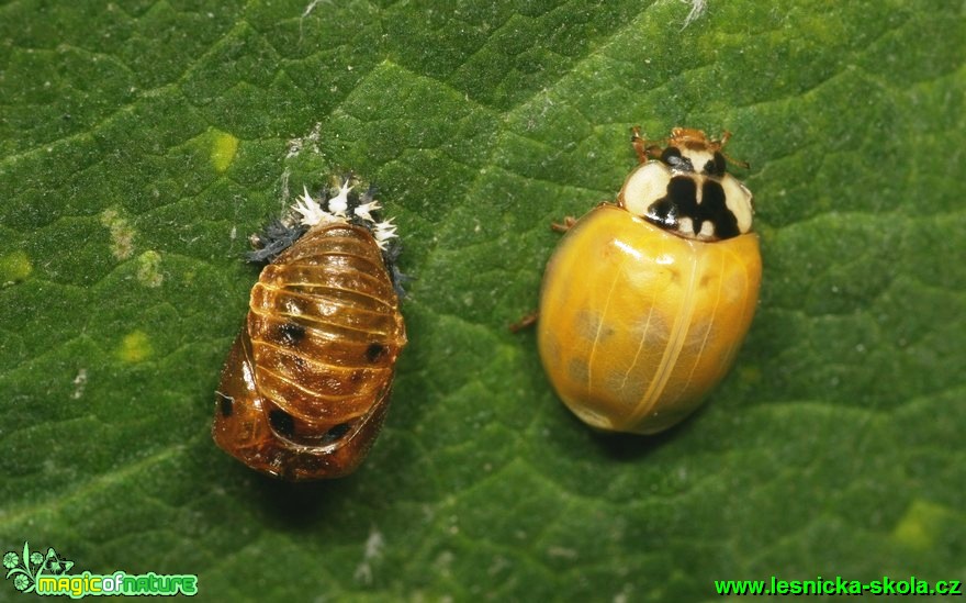 Slunéčko - Harmonia axyridis - Foto G. Ritschel