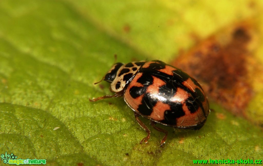 Slunéčko - Oenopia conglobata - Foto G. Ritschel