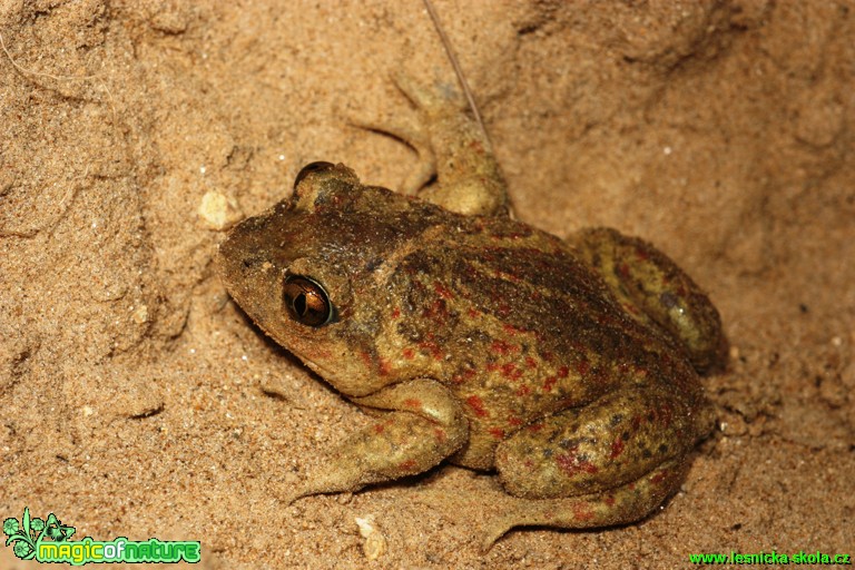 Blatnice skvrnitá - Pelobates fuscus - Foto Gerd Ritschel