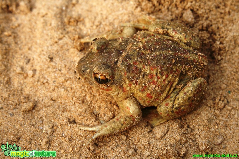 Blatnice skvrnitá - Pelobates fuscus - Foto Gerd Ritschel (2)