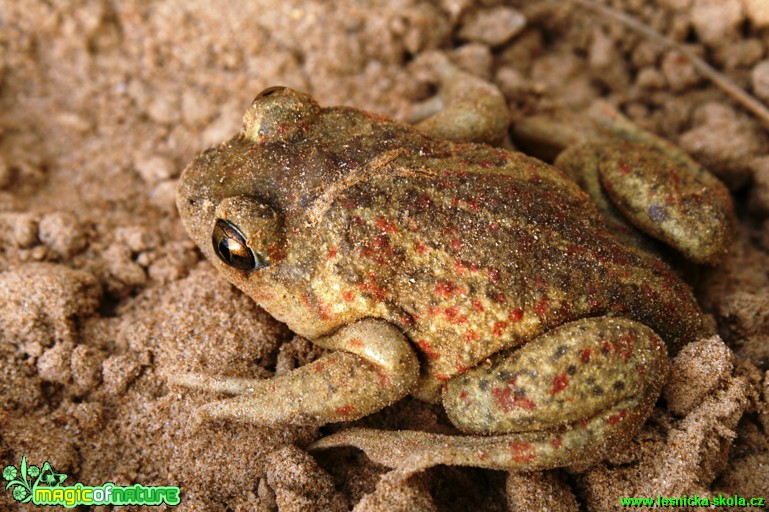 Blatnice skvrnitá - Pelobates fuscus - Foto Gerd Ritschel (4)