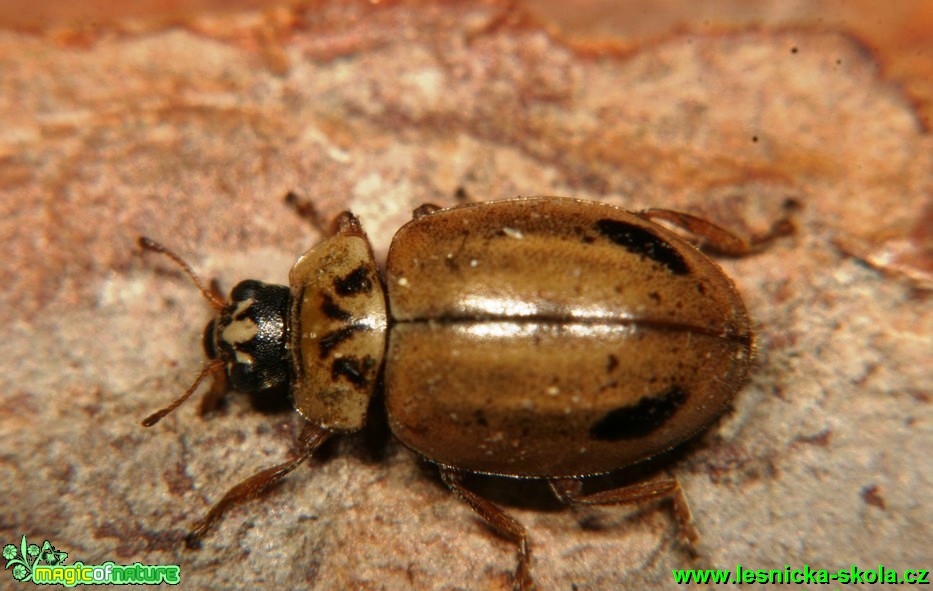 Slunéčko lesní - Aphidecta obliterata - Foto G. Ritschel