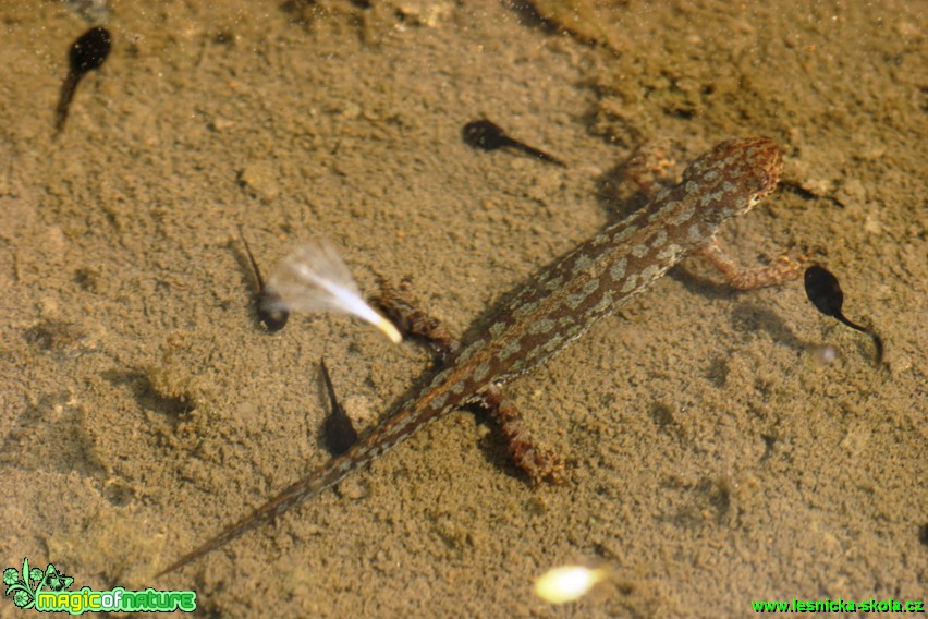 Čolek horský - Triturus alpestris - Foto Gerd Ritschel (1)