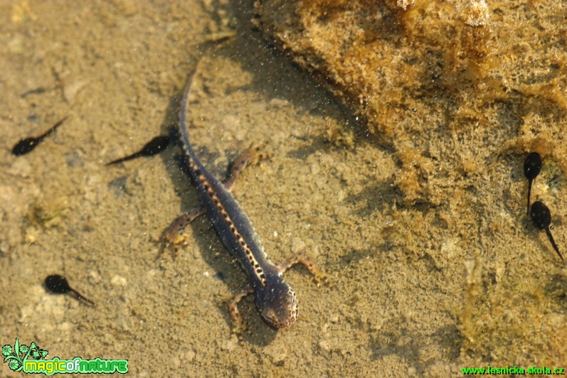 Čolek horský - Triturus alpestris - Foto Gerd Ritschel (3)