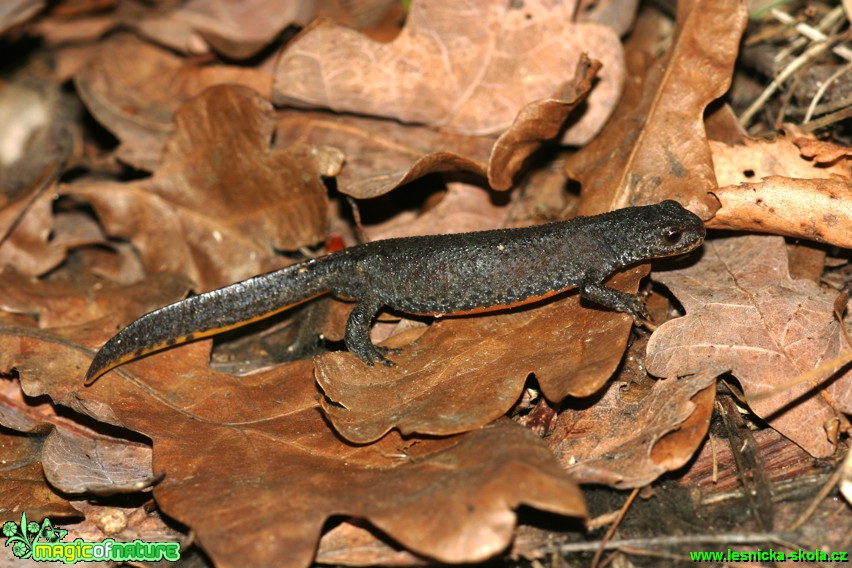 Čolek horský - Triturus alpestris - Foto Gerd Ritschel (5)