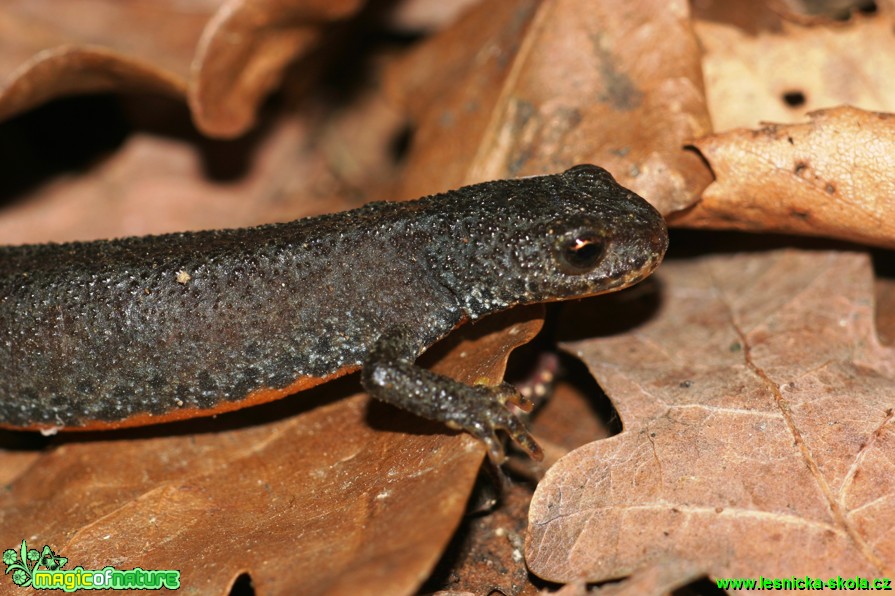 Čolek horský - Triturus alpestris - Foto Gerd Ritschel (6)