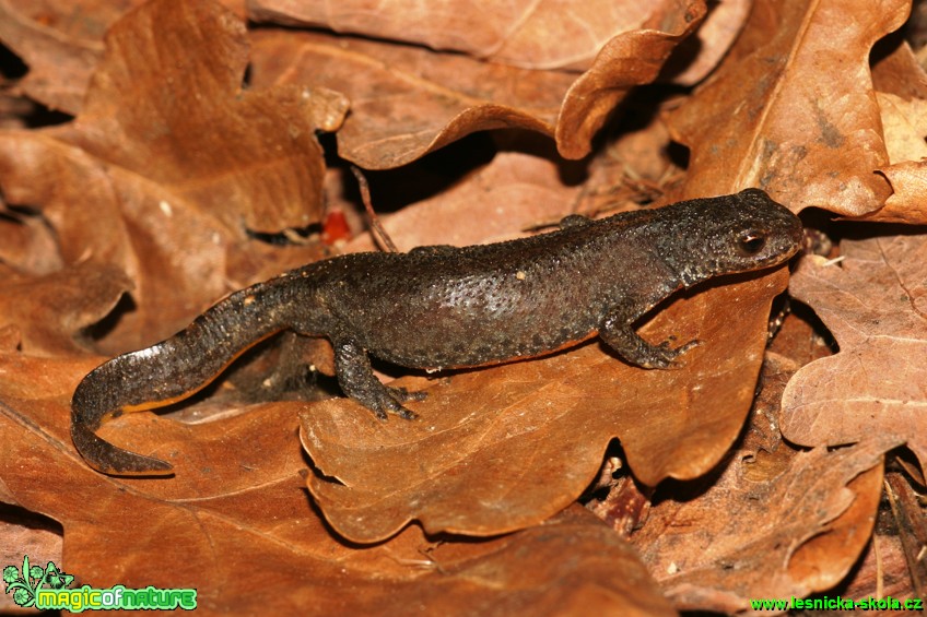 Čolek horský - Triturus alpestris - Foto Gerd Ritschel (7)