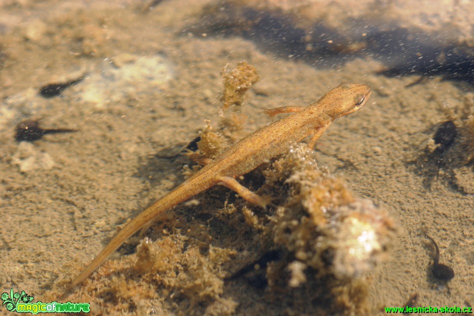 Čolek obecný - Triturus vulgaris - Foto Gerd Ritschel