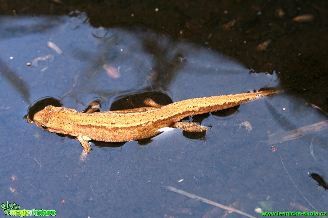 Čolek obecný - Triturus vulgaris - Foto Gerd Ritschel (2)